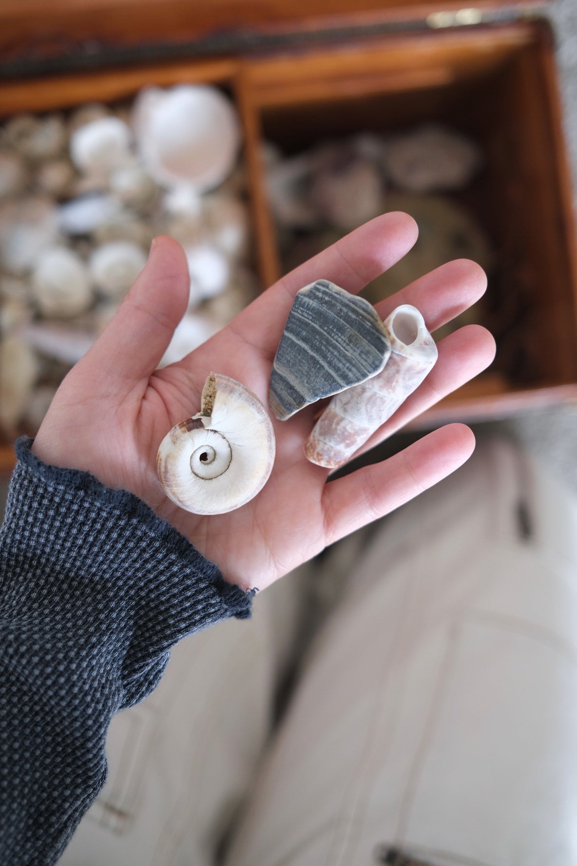 seashells used as intentional meaningful items is rebecca whitakers custom wall hangings